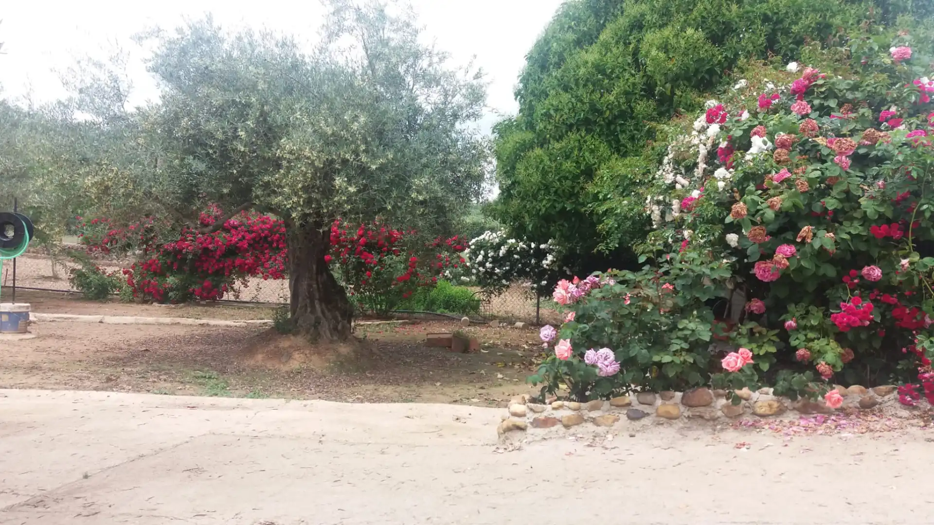 Garden of Houses for sale in Logrosán  with Private garden, Terrace and Swimming Pool