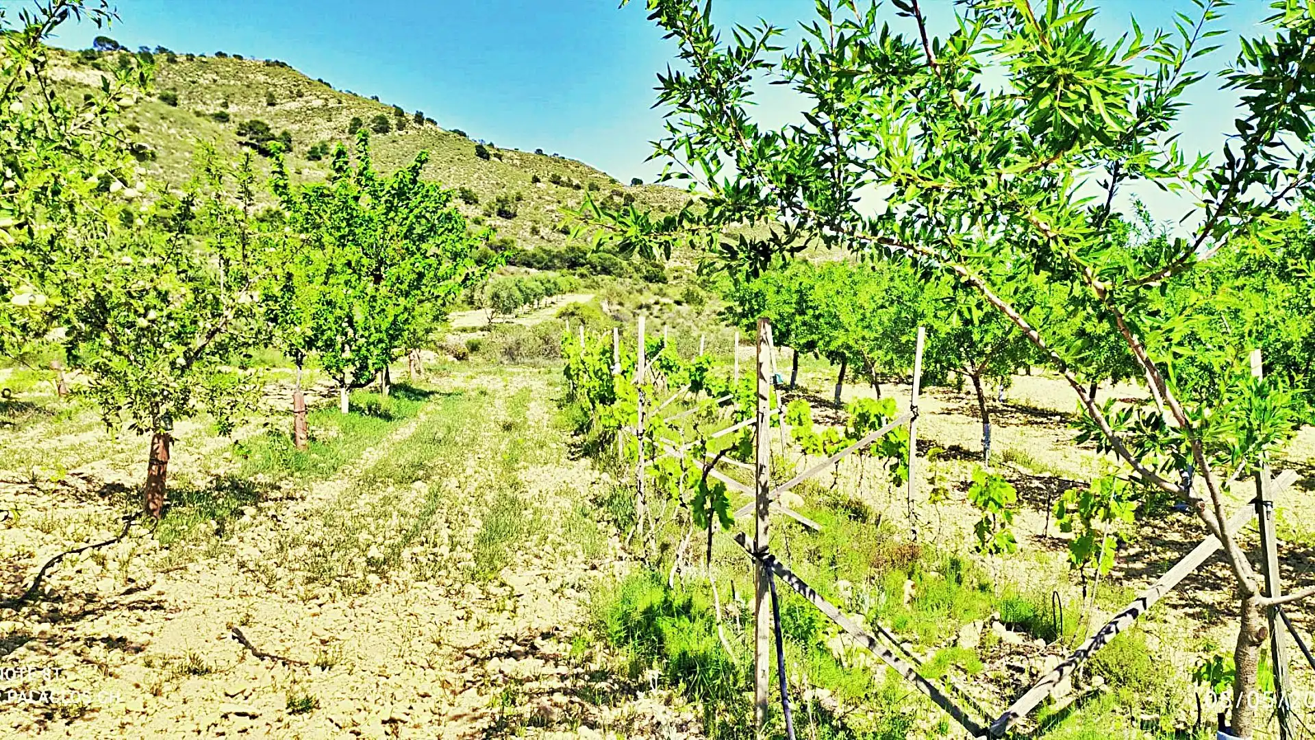 Terreny rústic en venda a La Romana, imagen 17
