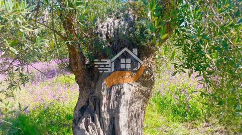 Terreno Rústico en venta en VélezBlanco., immagine 2