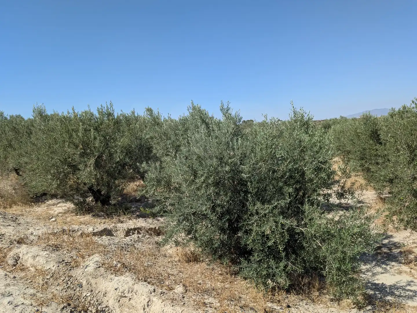 Terrains et parcelles à vendre à Pedanías Centro, imagen 5