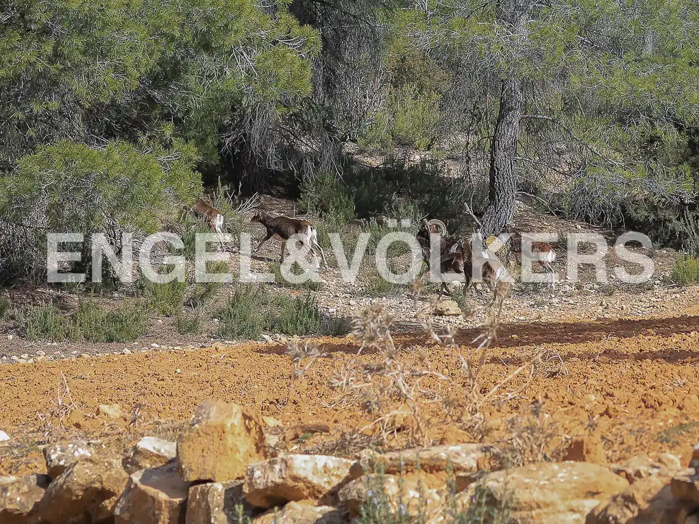 Finca rústica en venda en Ayora amb Calefacció, Jardí privat i Terrassa