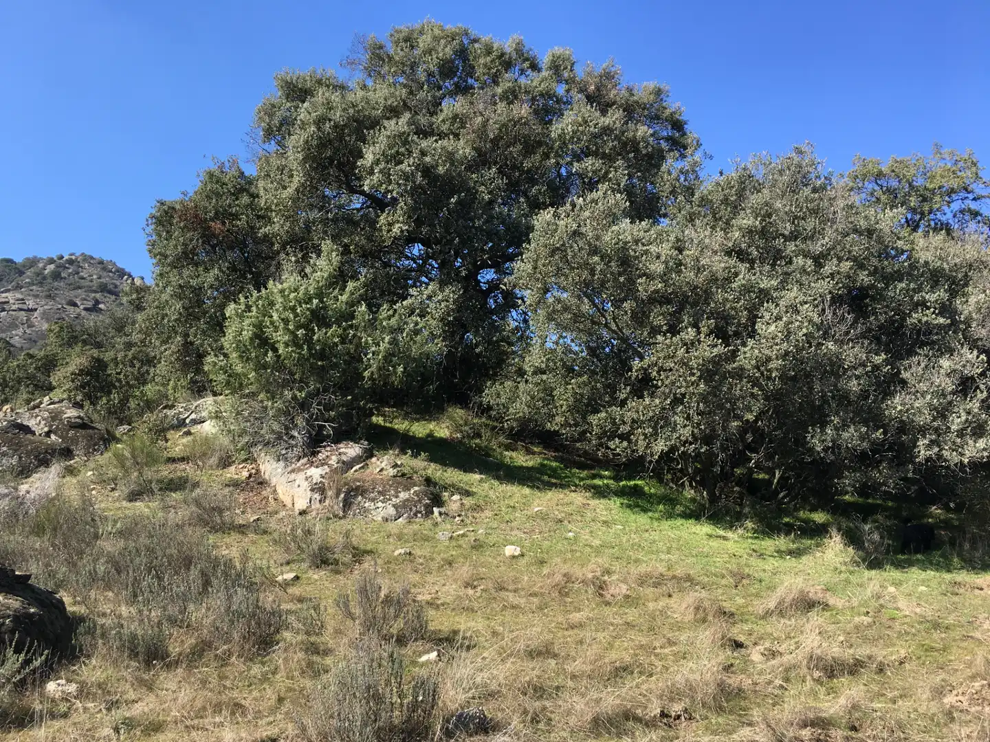 Rural land for sale in Cadalso de los Vidrios, imagen 12