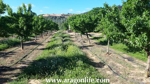 Foto 3 de Finca rústica en venda a Calle Monjas, Caspe, Zaragoza