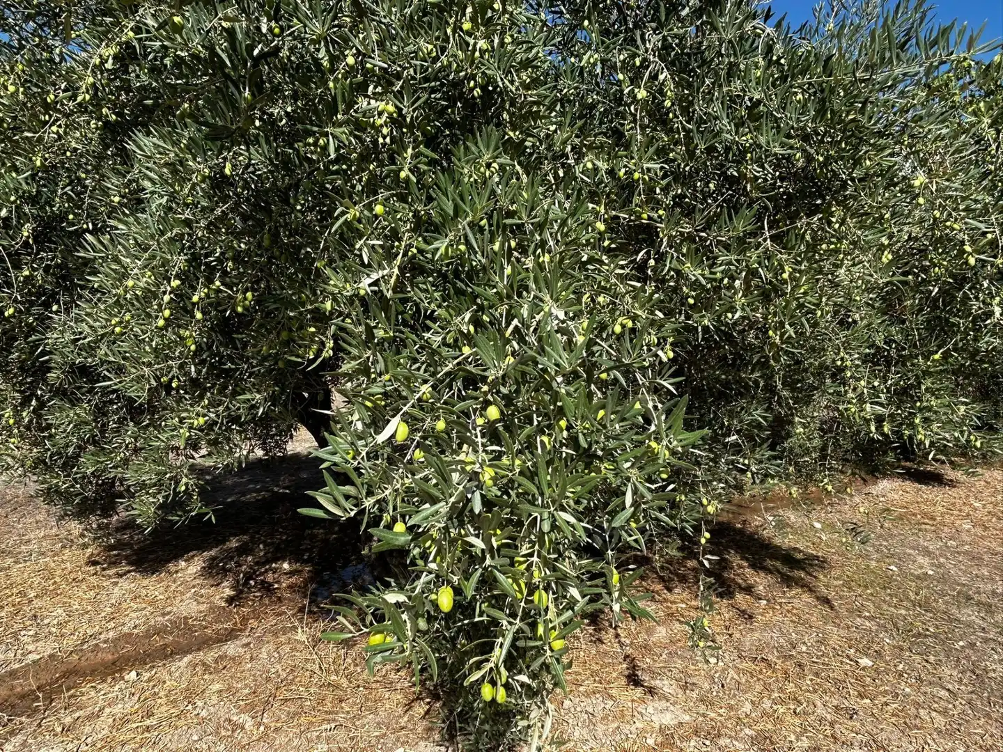 Terreni e lotti in vendita a Calicasas, imagen 19