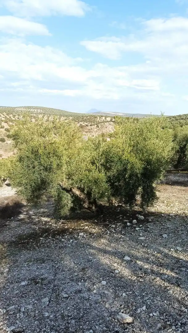 Terrenys i solars en venda a Benamejí, imagen 2