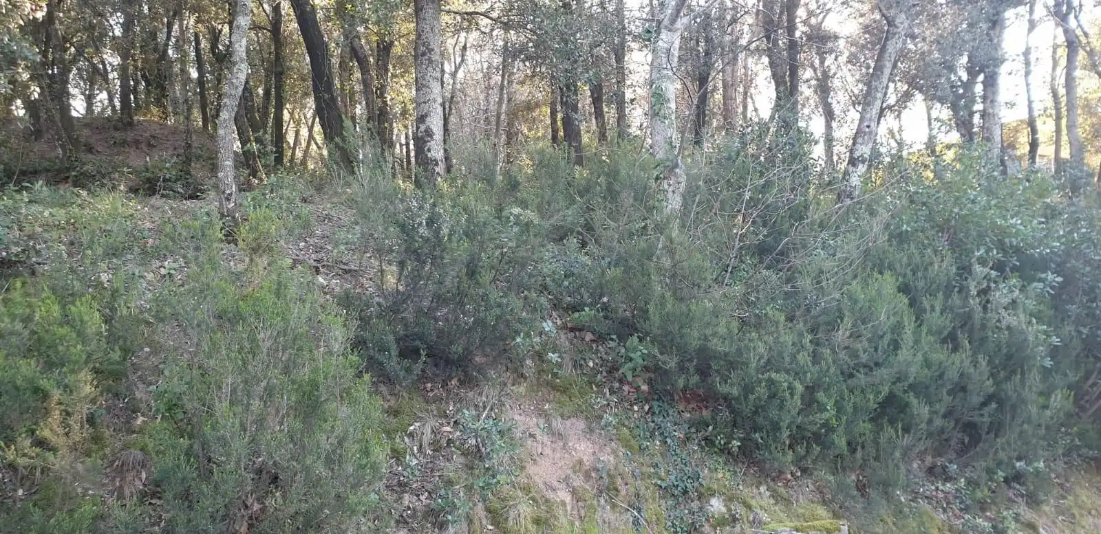 Residencial en venta en Sant Feliu de Buixalleu