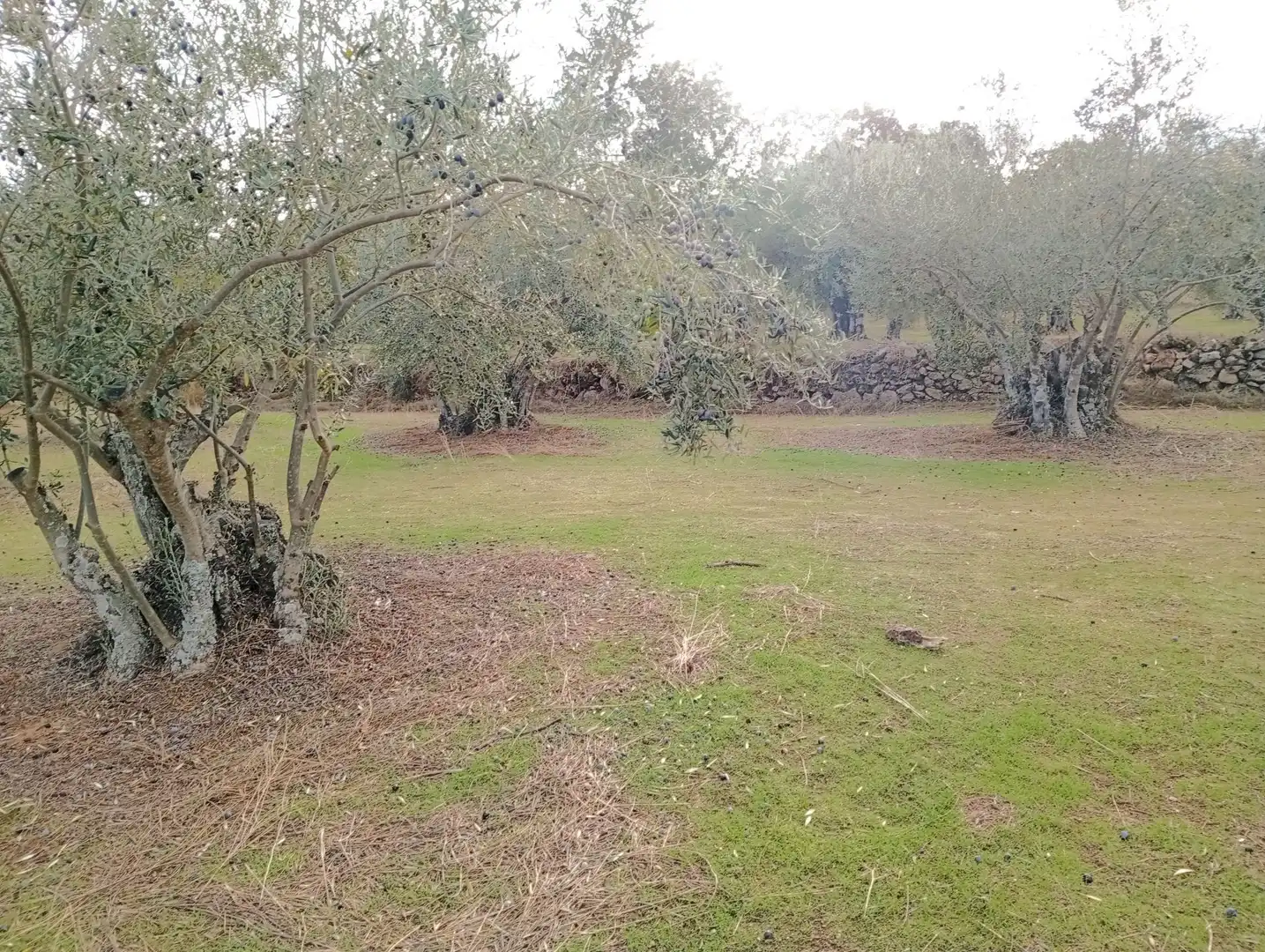 Terreni e lotti in vendita a Villanueva de la Vera, imagen 24