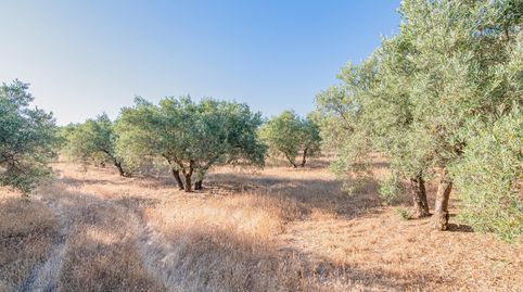 Olivar ecológico en Granada, immagine 2