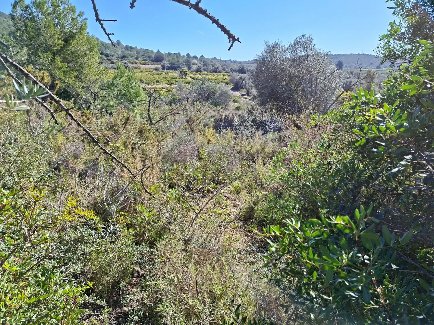 Terreny rústic en venda a Ulldecona, imagen 13