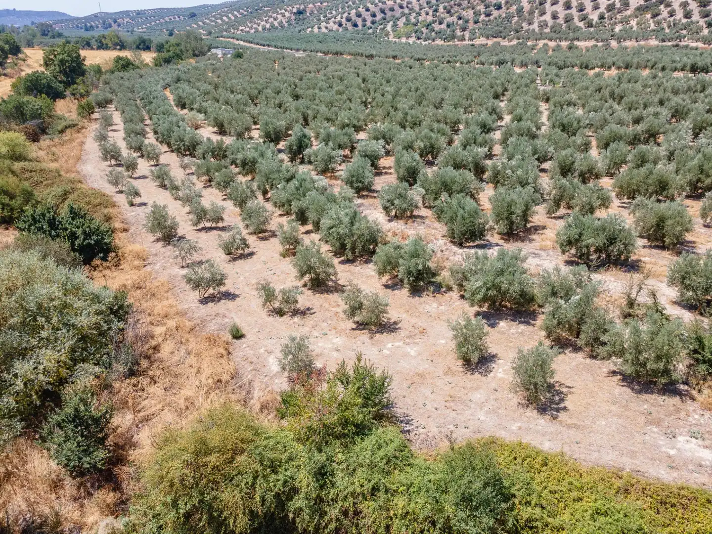 Terreno rustico in vendita a Deifontes, imagen 5