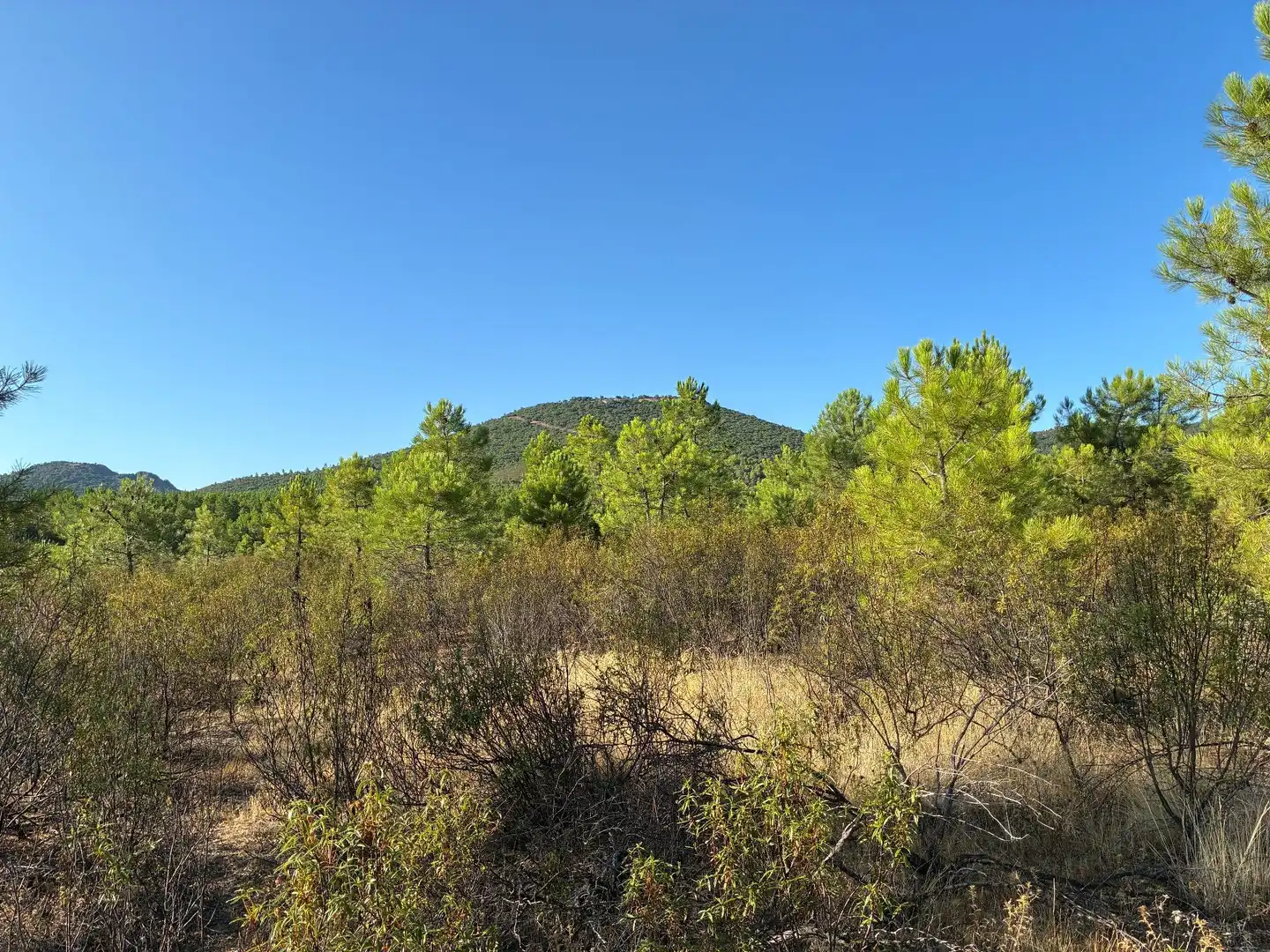 Rural land for sale in Puerto de San Vicente, imagen 6