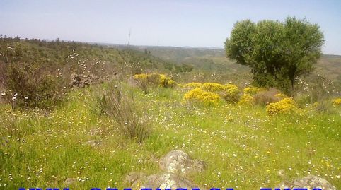REF-4221 -FINCA ARROYO DEL AGUILA -BEAS -FINCA DE SECANO-2??6??2??3??8??2??, immagine 5