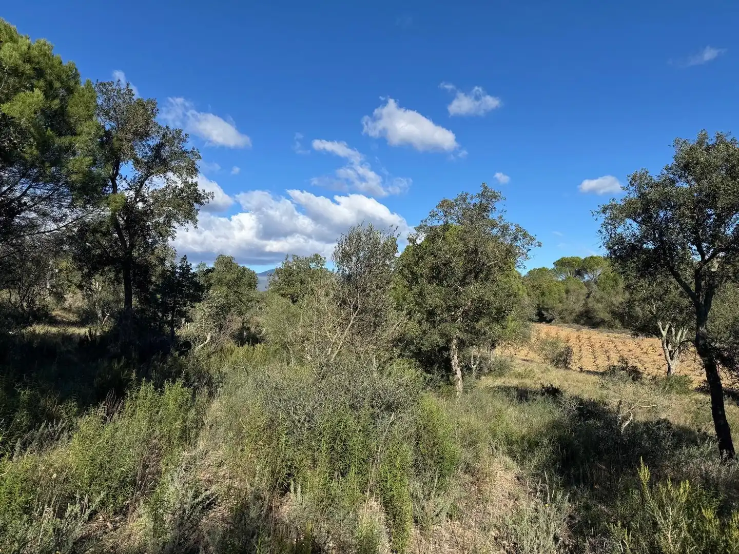 Rural land for sale in Rabós, imagen 2