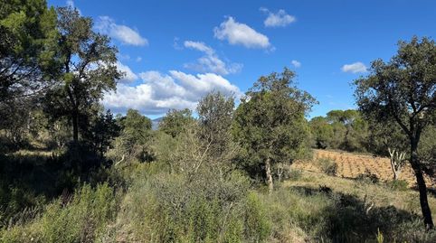 Terreno rústico de más de 11.000 m2 con olivos en Rabós, immagine 2