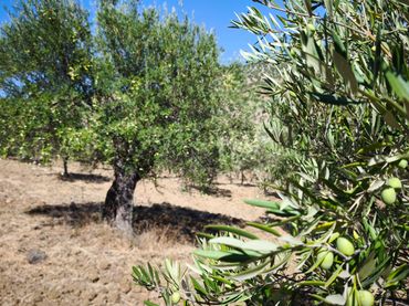 Terreno rustico in vendita a Tolox