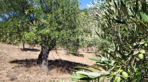 OLIVAR EN VENTA CON VISTAS ESPECTACULARES