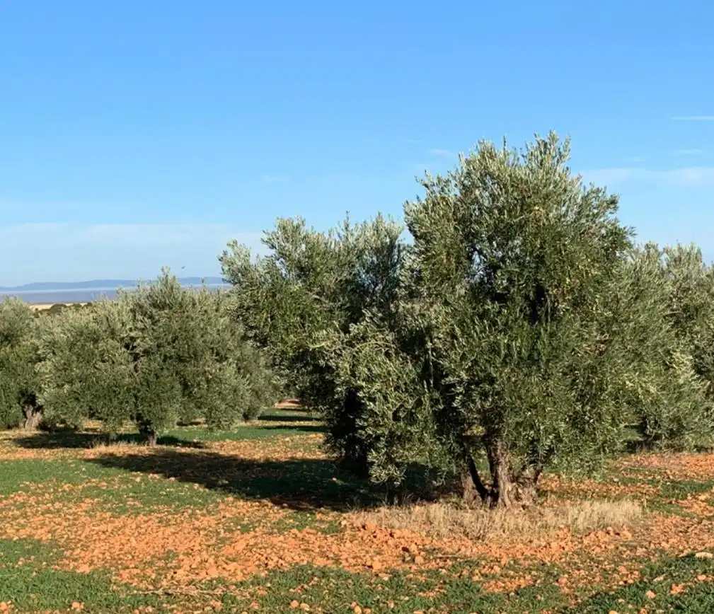 Terreno rústico en venta en Guimerà, imagen 5