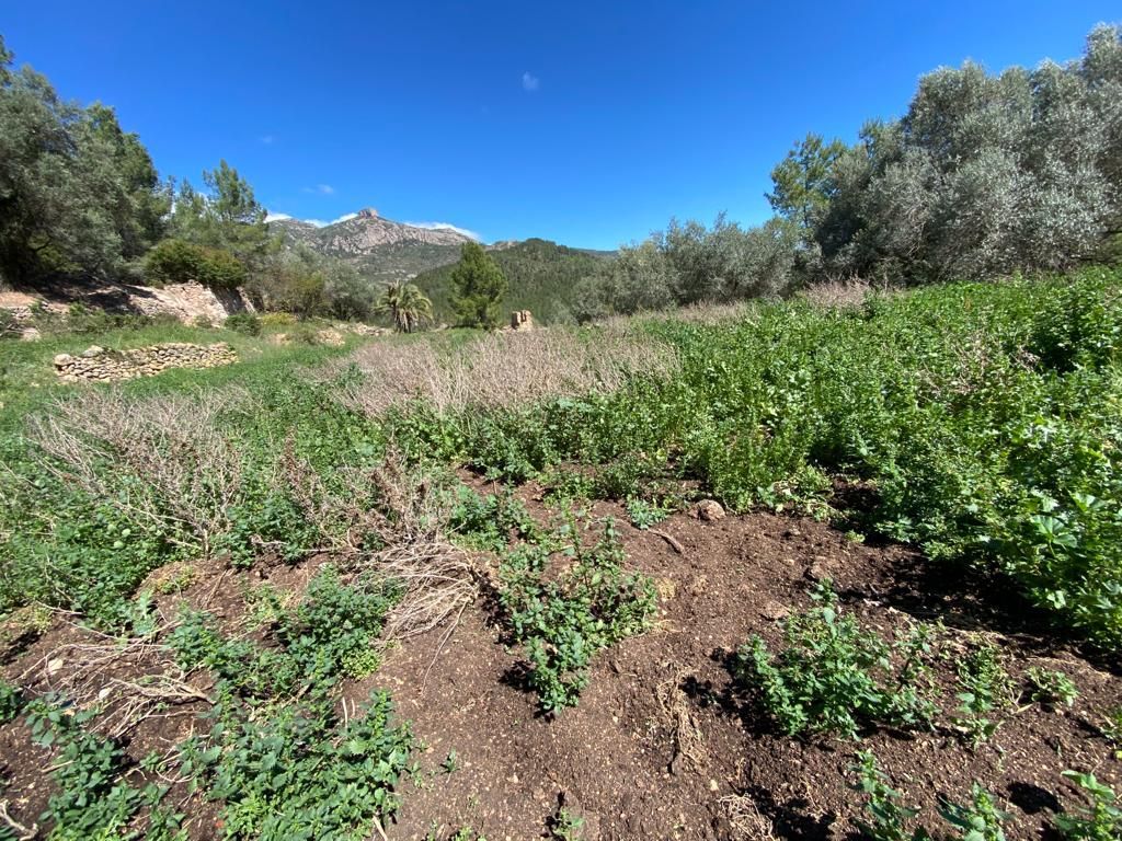 Land for sale in Calle Carretera, 13, Alfara de Carles