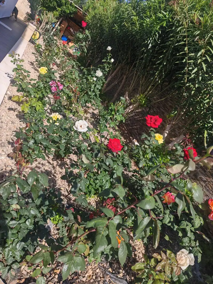 Jardí de Casa o xalet en venda en Calpe / Calp amb Aire condicionat, Calefacció i Jardí privat