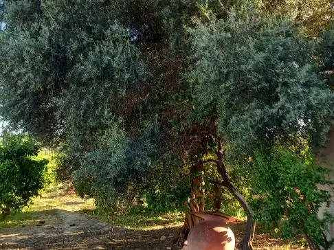 Jardín de Residencial en venta en Murcia