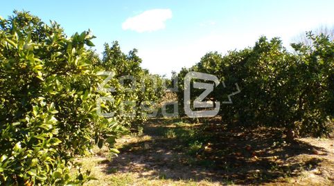 Magnífica Finca de Naranjos en Plena Producción.