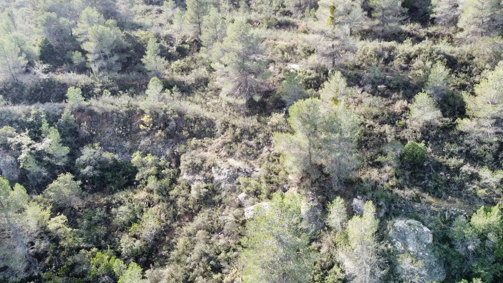 Terreno rustico in vendita a Cervià de Les Garrigues, imagen 37