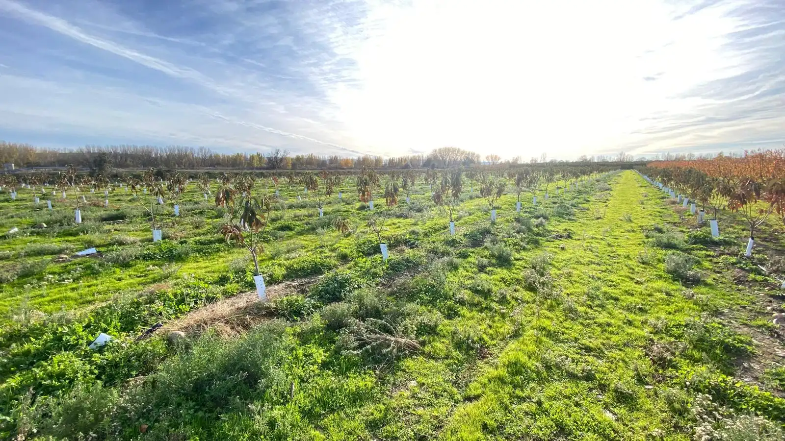 Terreni e lotti in vendita a Alagón del Río, imagen 11