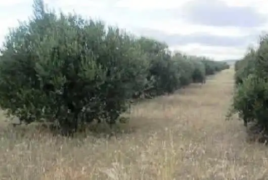 Rustikales Grundstück zum Verkauf in C/ Montes de Argenzon, Varas de Buey, imagen 6
