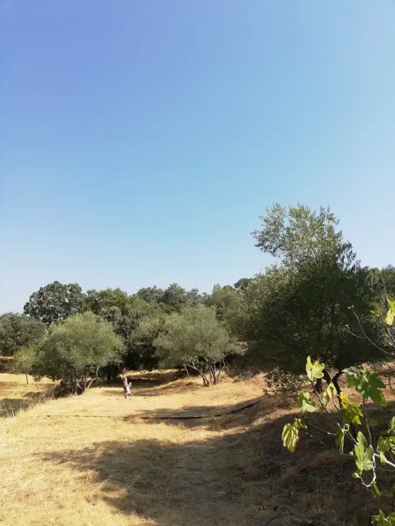 Finca rústica en venda en Plasencia amb Jardí privat, Traster i Piscina