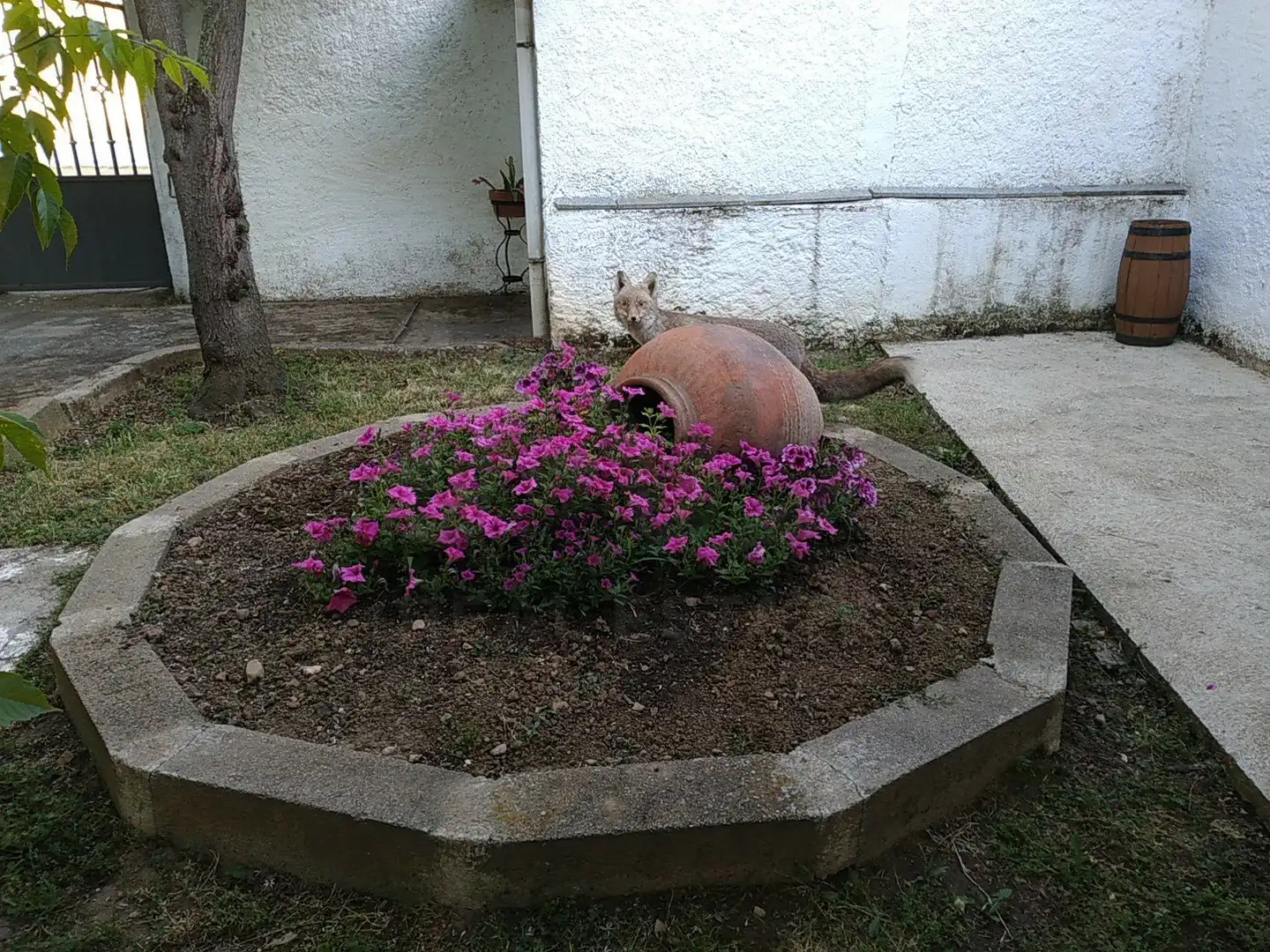 Casa rústica en venta en Alba de Yeltes, imagen 6