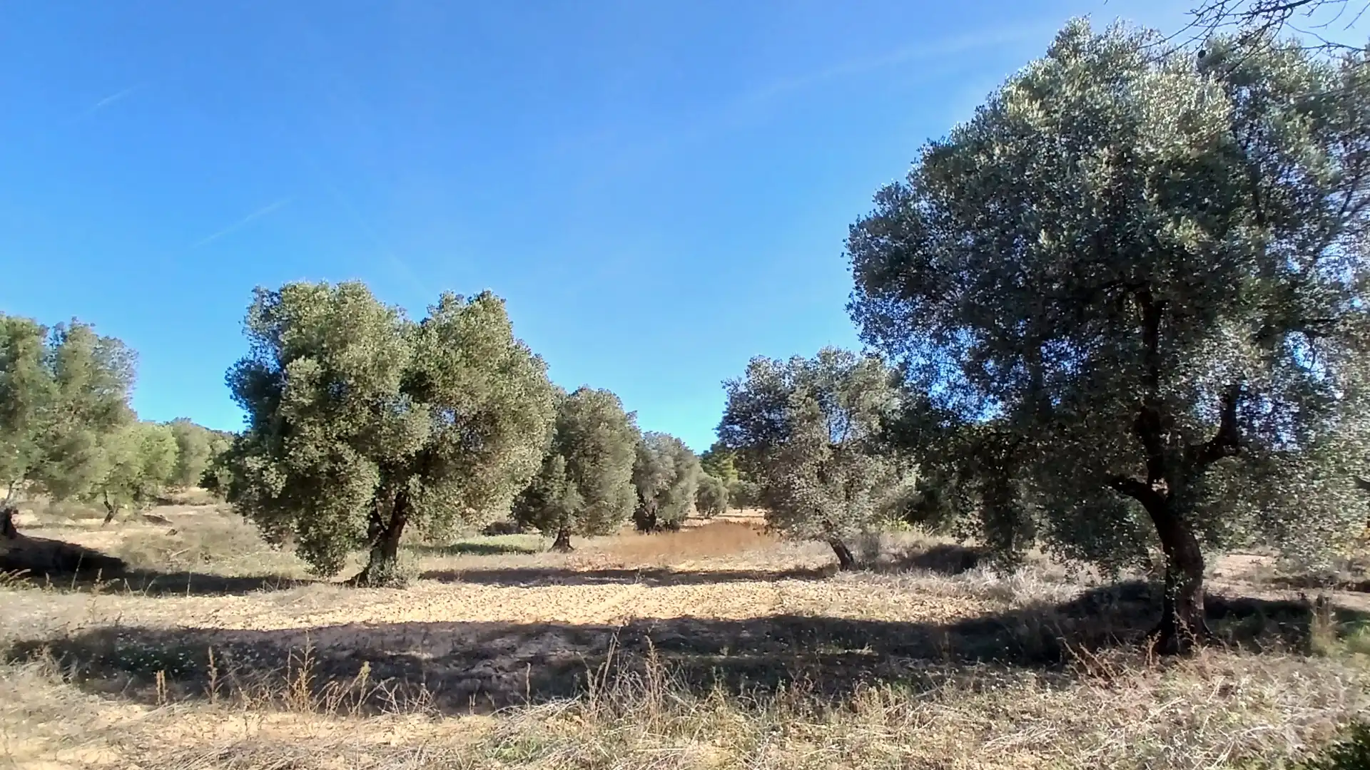 Terreni e lotti in vendita a Calaceite, imagen 17