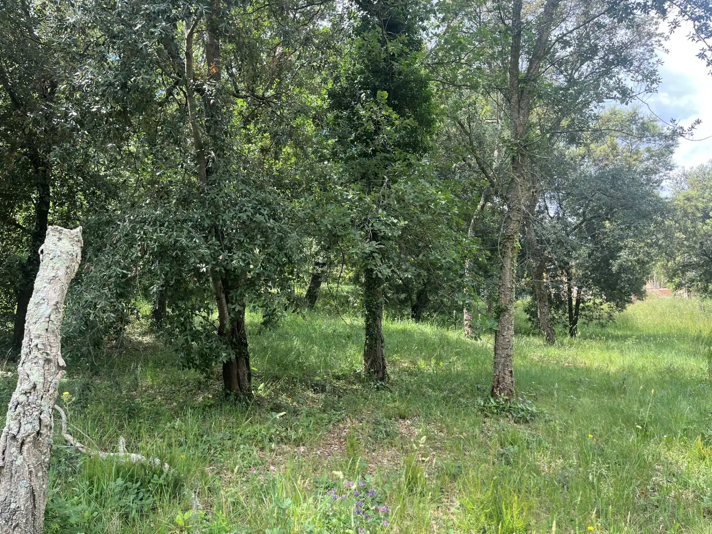 Terrain résidentiel à vendre à Carrer del Alt Camp 5, imagen 4
