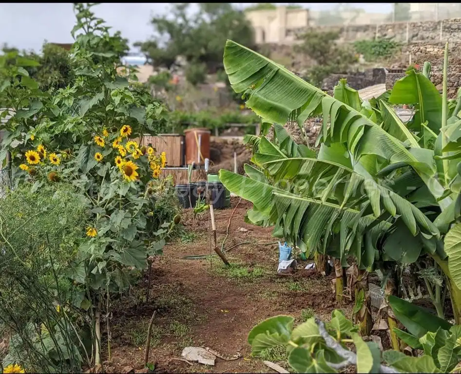 Finca rústica en venta en Granadilla de Abona con Jardín privado, Terraza y Piscina