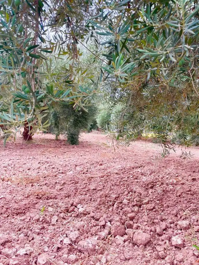 Country homes for sale in Vélez-Rubio