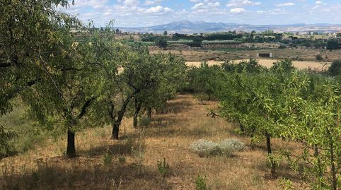 FINCA RÚSTICA  CON OLIVOS, imagen 2