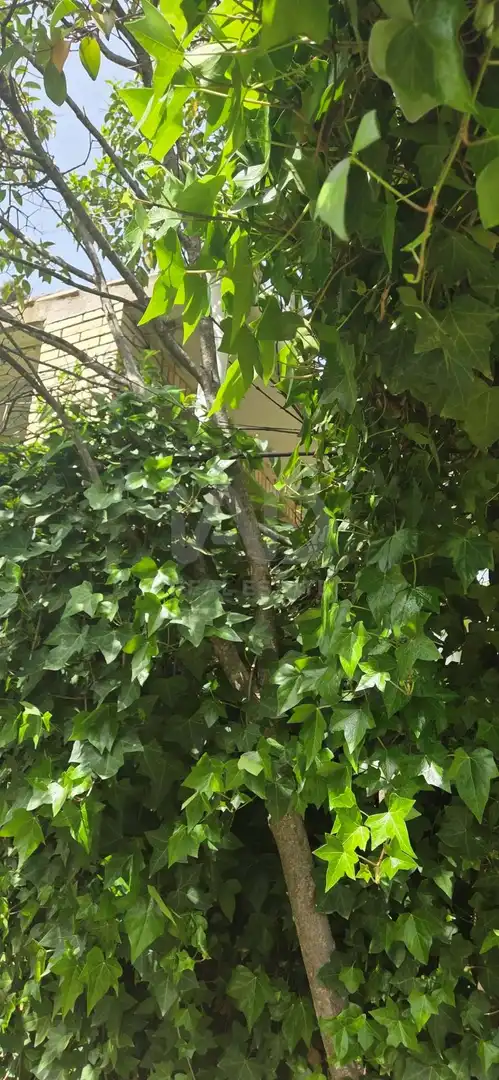Jardí de Casa o xalet en venda en Sevilla la Nueva amb Calefacció i Piscina