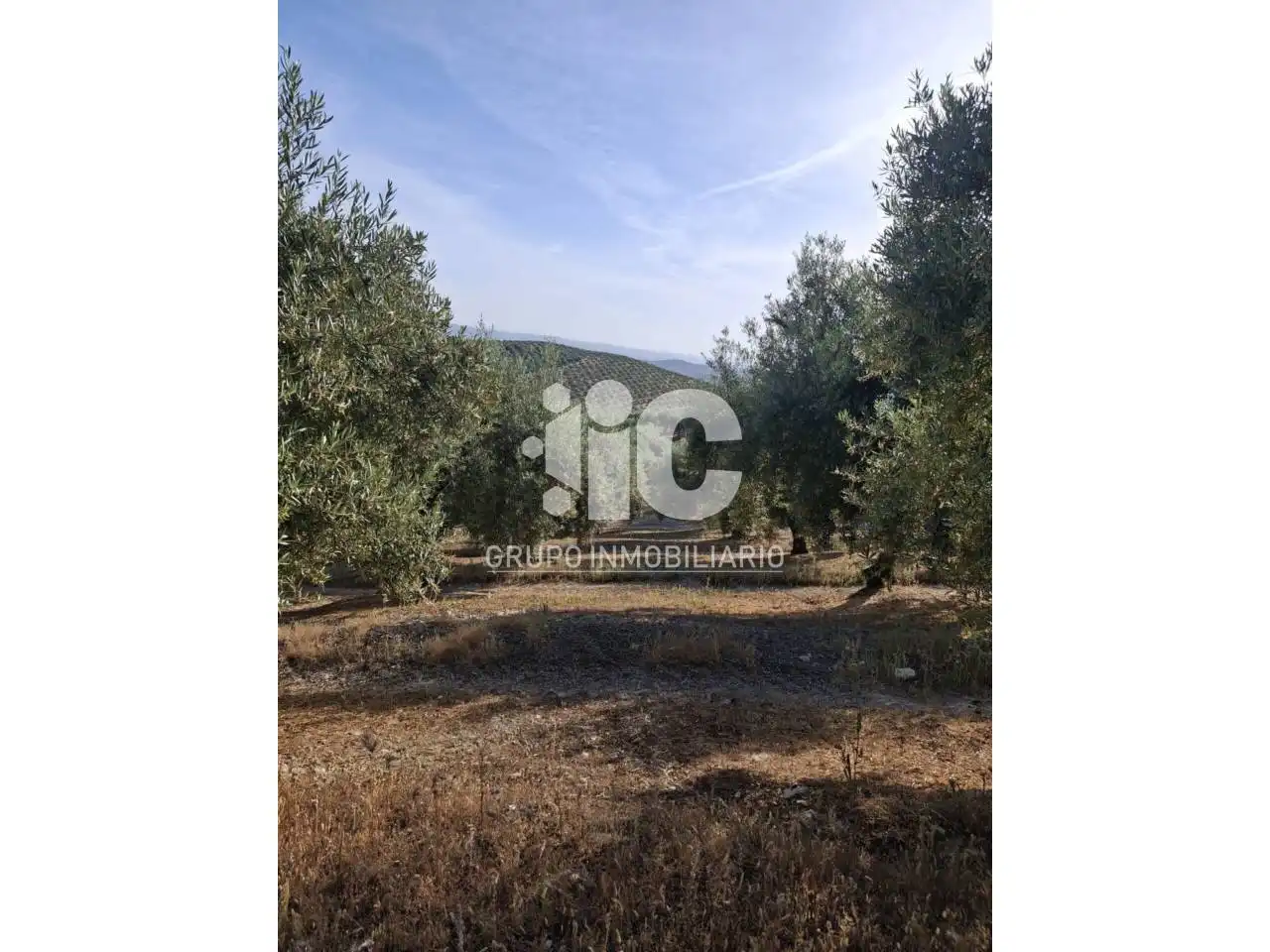 Rural land for sale in Nueva Carteya, imagen 13