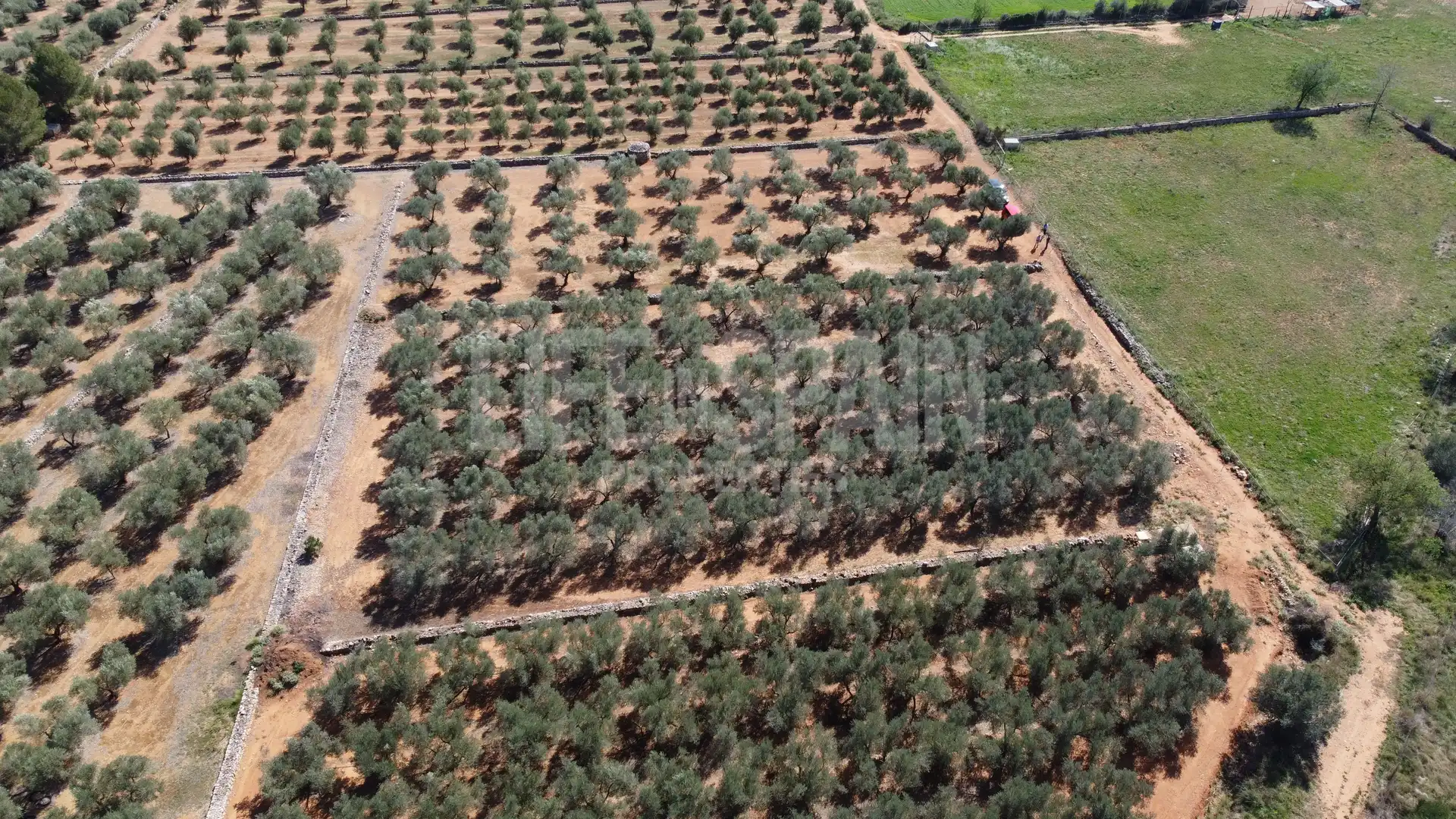Terreno rustico in vendita a Freginals, imagen 9