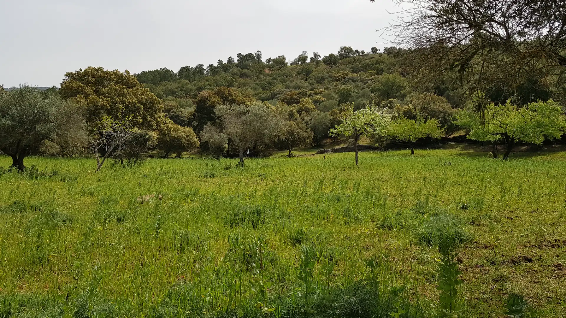 Terrenos y solares en venta en Extramuros Diseminados 5, imagen 73