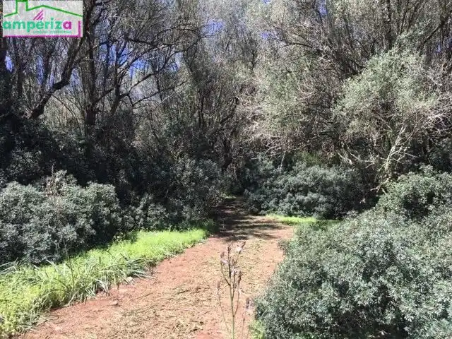Rural land for sale in Felanitx Poble, imagen 9