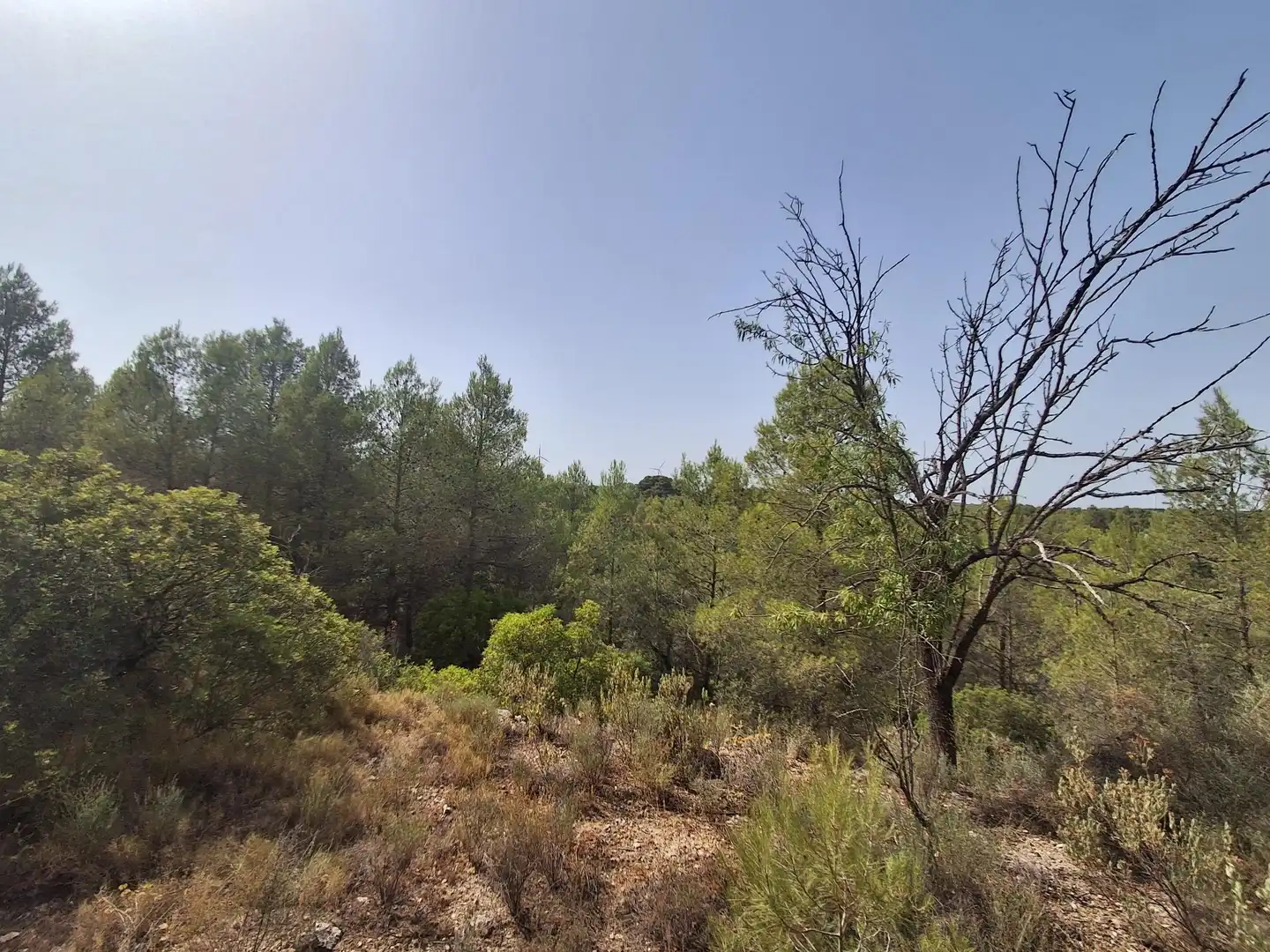 Rural land for sale in Gandesa, imagen 45