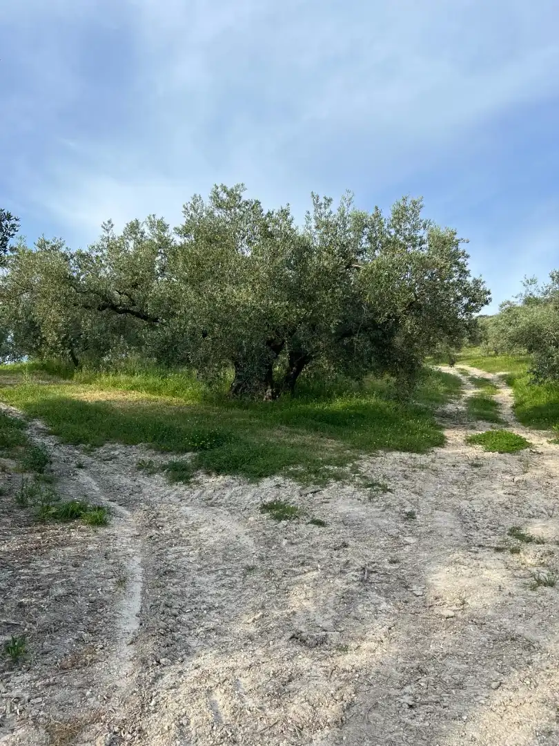 Terreno rustico in vendita a Cabra, imagen 2