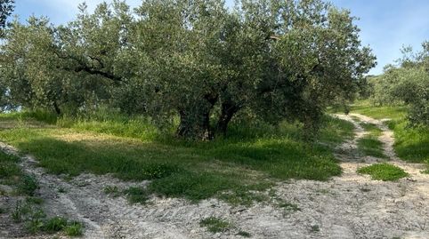 FINCA DE GRAN EXPLOTACIÓN EN CABRA, immagine 2