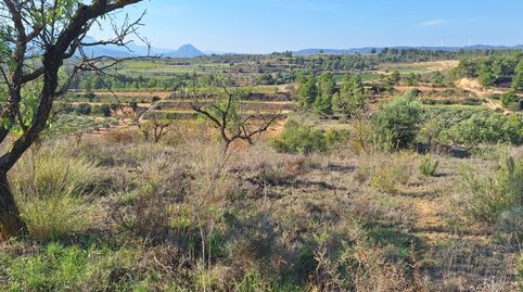 FINCA RÚSTICA DE 2,4 Ha. CON ALMENDROS, VIÑA Y CASA DE CAMPO., Bild 2