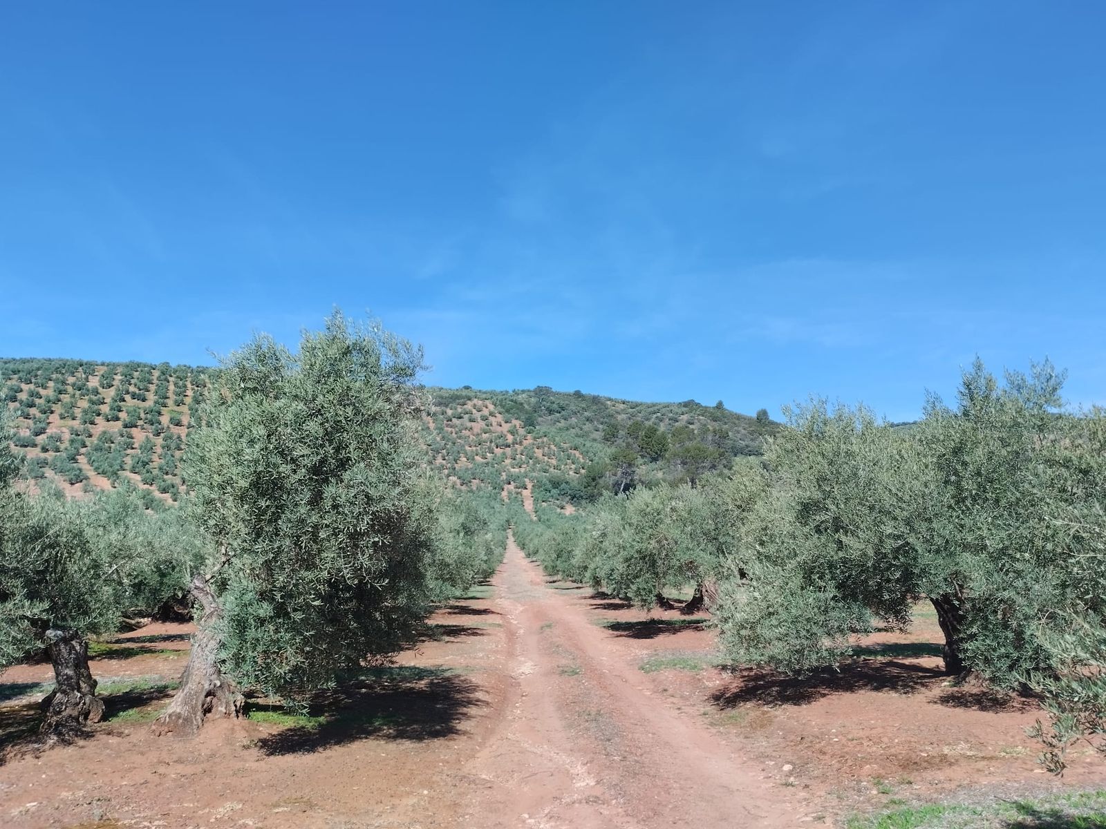 Exterior view of Land for sale in Sorihuela del Guadalimar