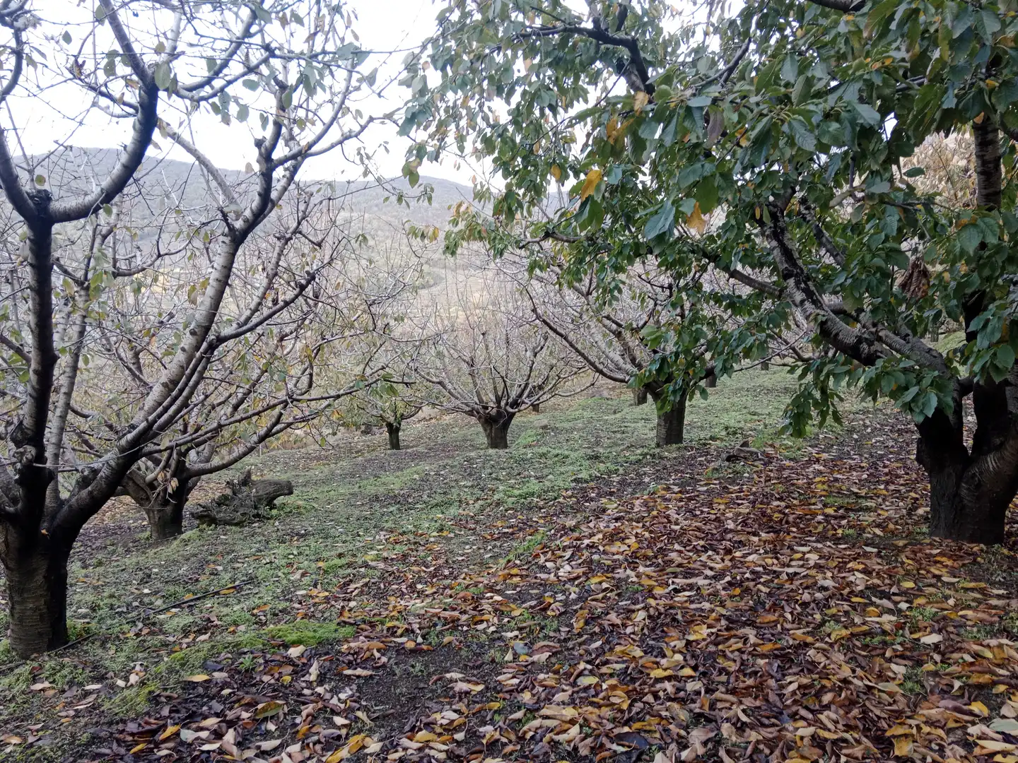 Terreni e lotti in vendita a Pasarón de la Vera, imagen 23