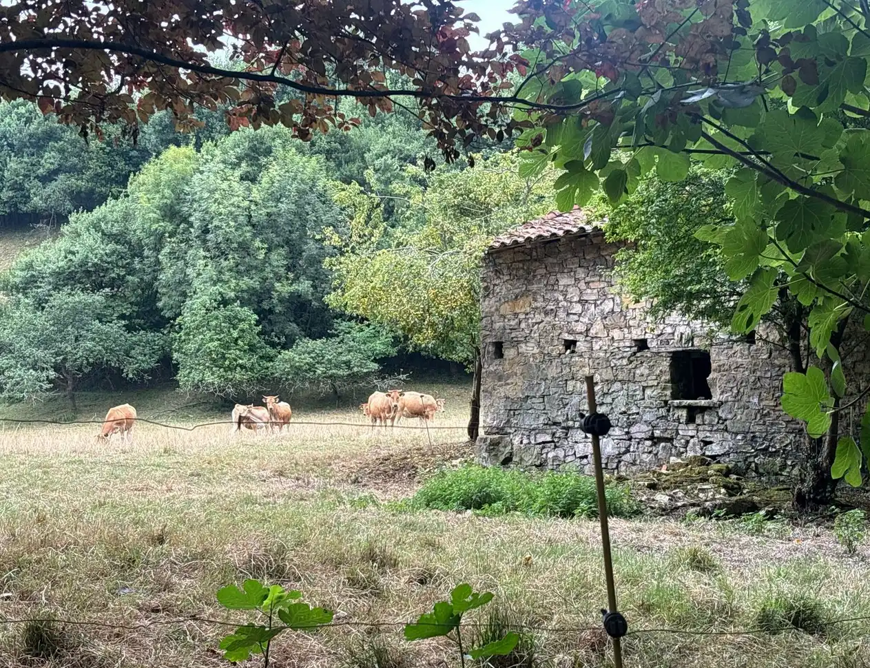 Vista exterior de Finca rústica en venda en Gijón  amb Jardí privat