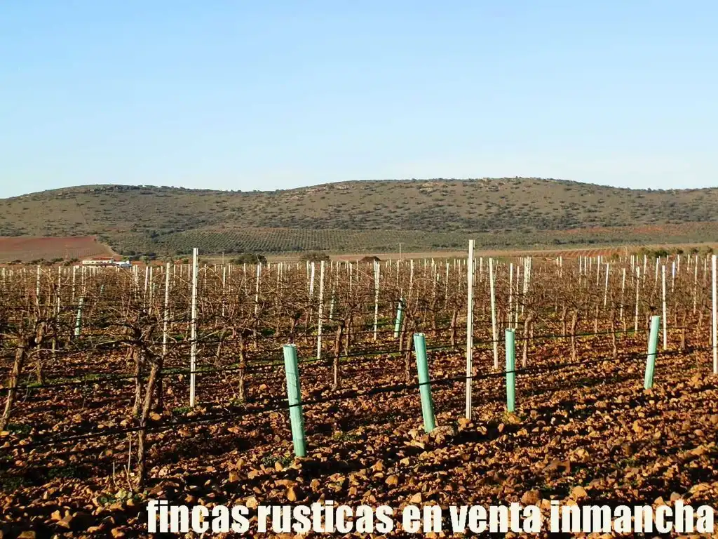 Terreno rústico en venta en Moral de Calatrava, imagen 18