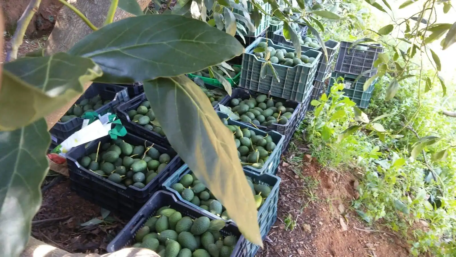 Jardí de Casa o xalet en venda en Guaro amb Aire condicionat, Jardí privat i Moblat