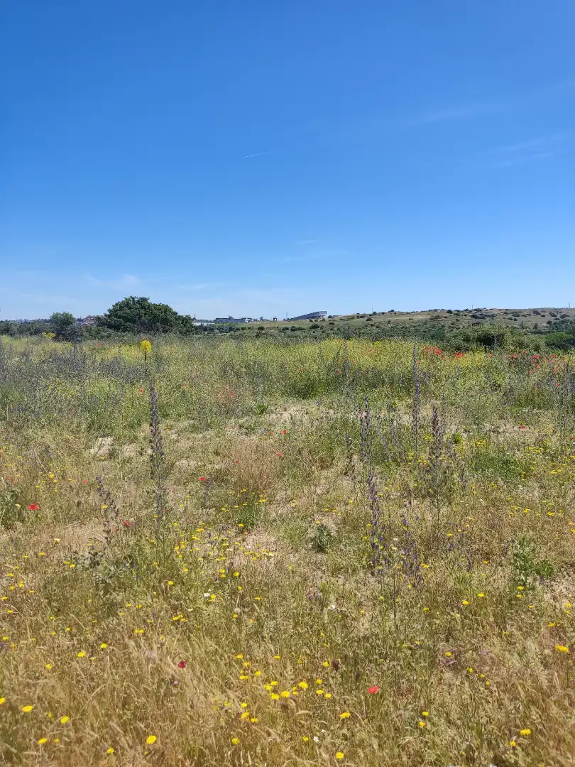 Land for sale in Navalcarnero
